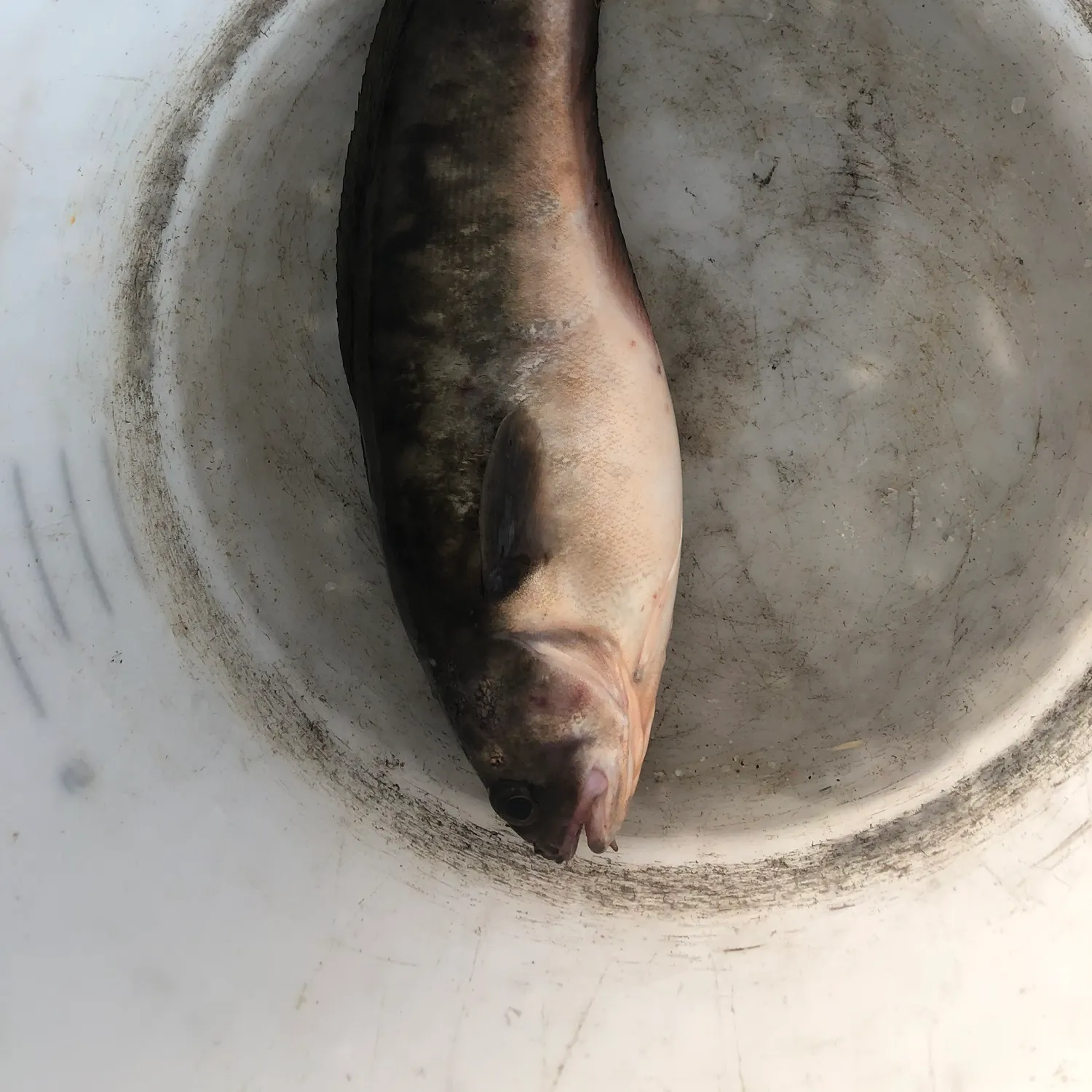 The most recent Pink cusk-eel catches on Fishbrain