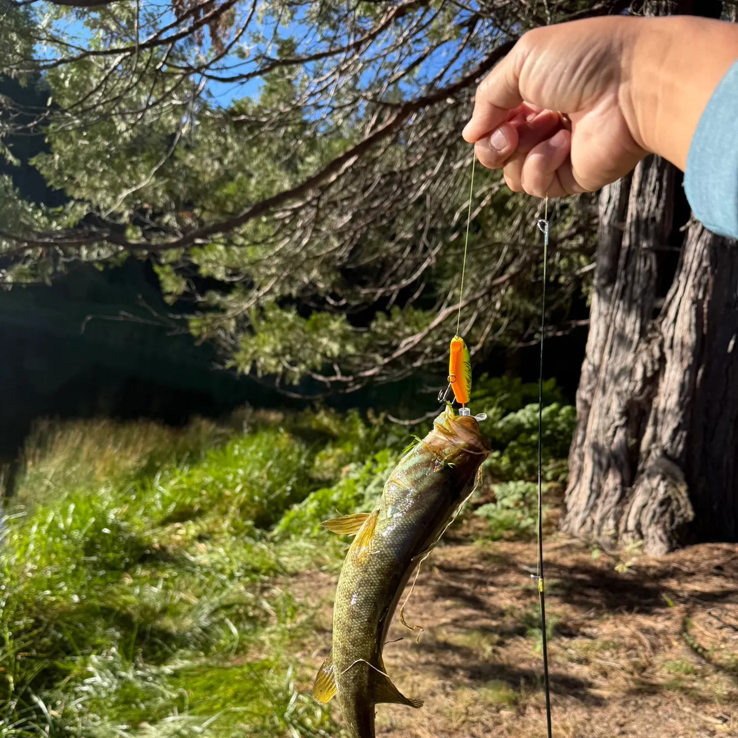 Smallmouth bass caught on Fishbrain