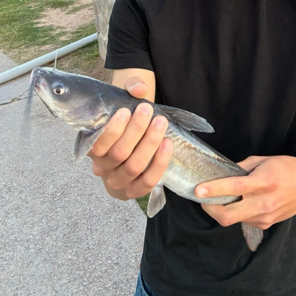 Channel catfish caught on Fishbrain