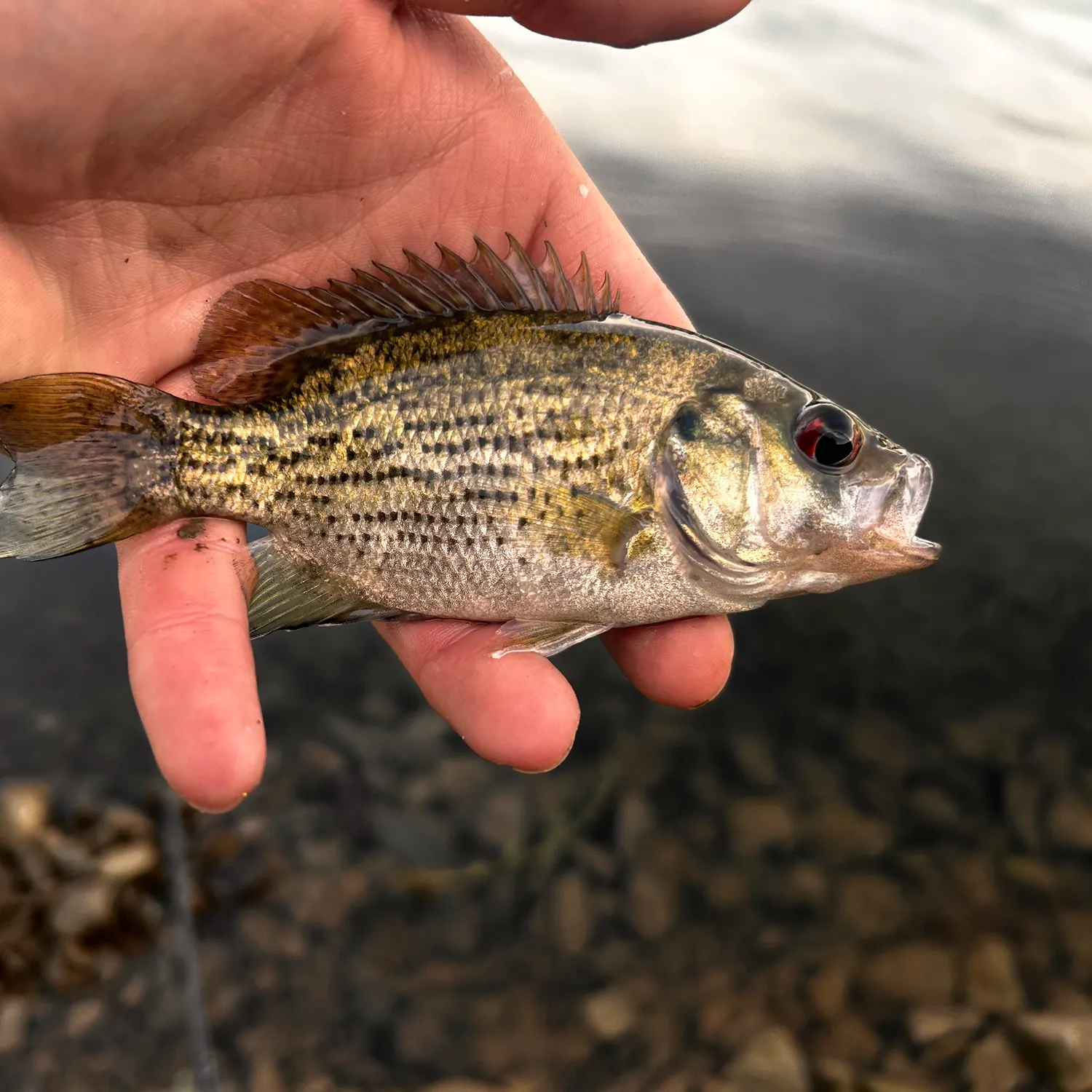 Rock bass caught on Fishbrain