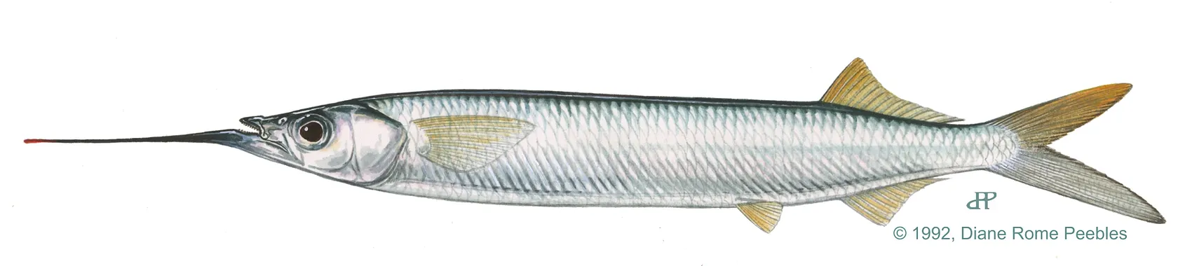 Ballyhoo halfbeak