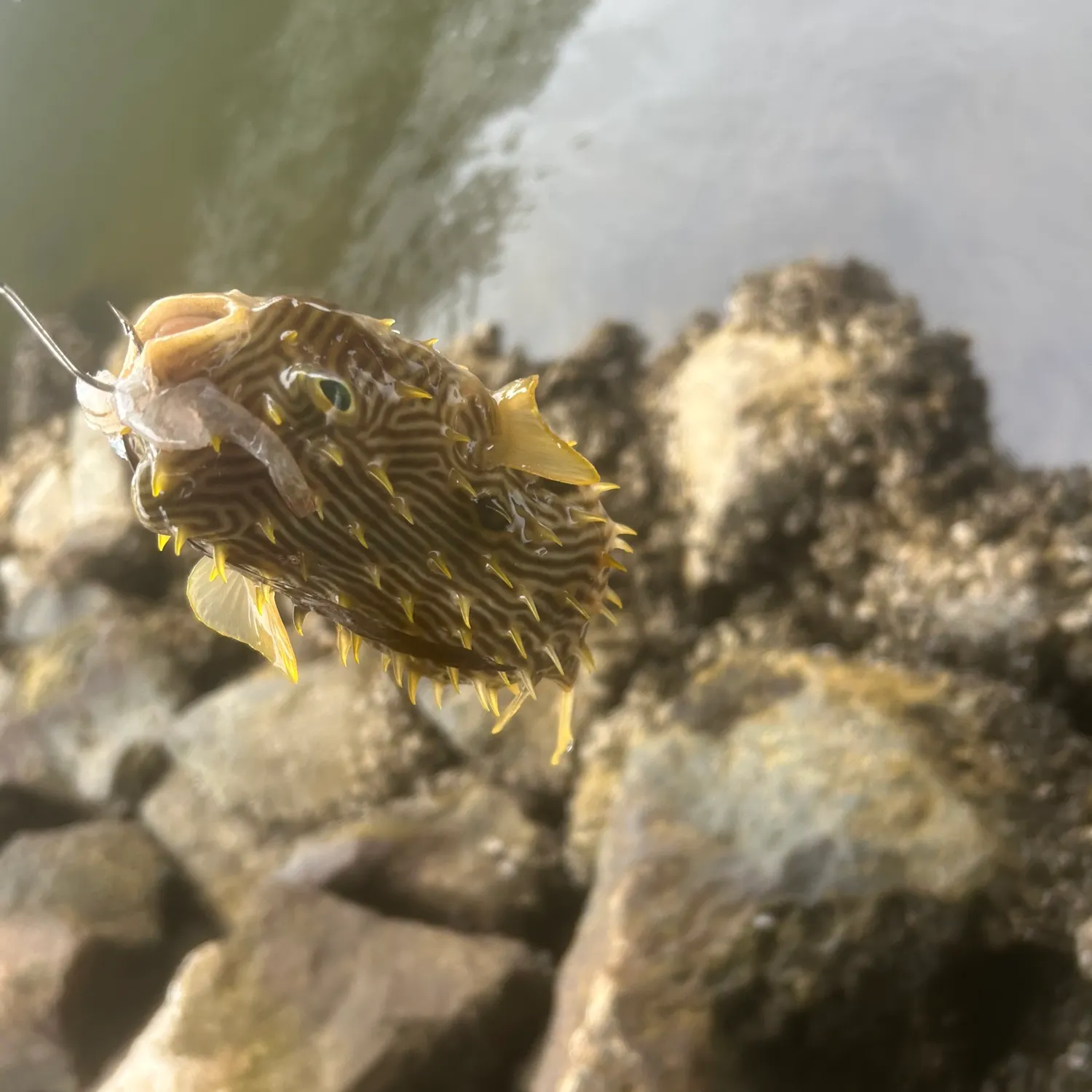 catch