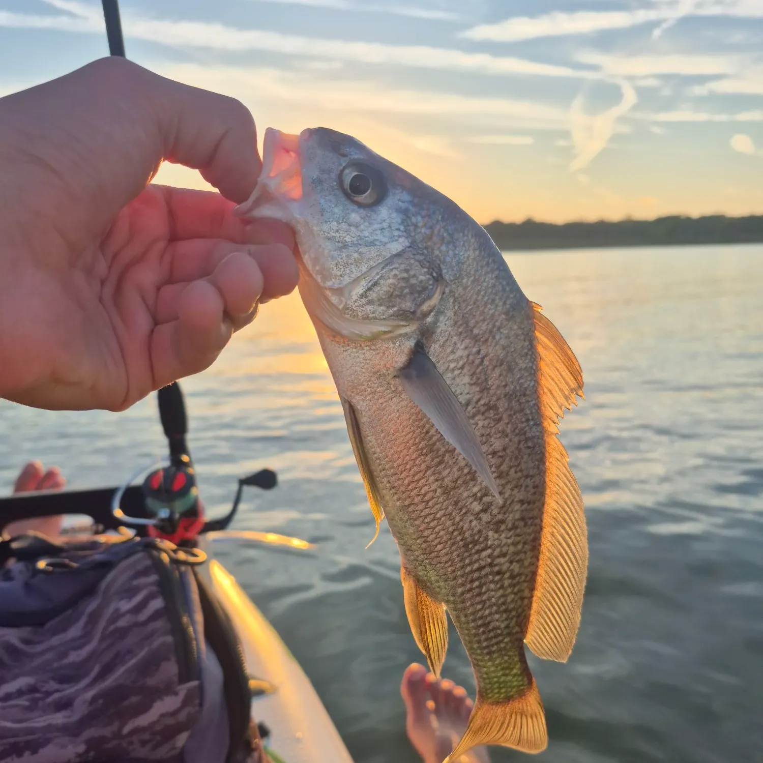 Freshwater drum caught on Fishbrain