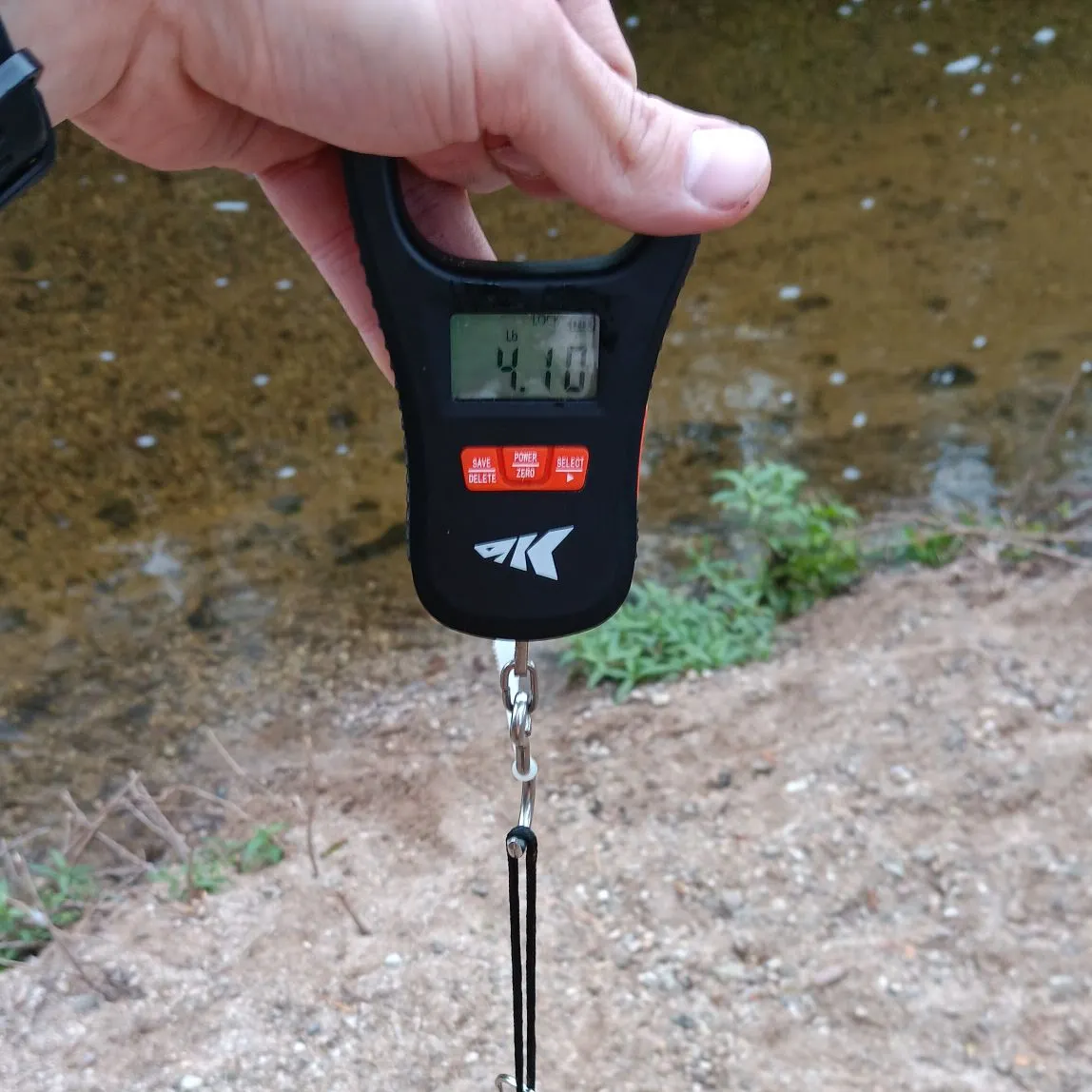 The most recent Common carp catches on Fishbrain