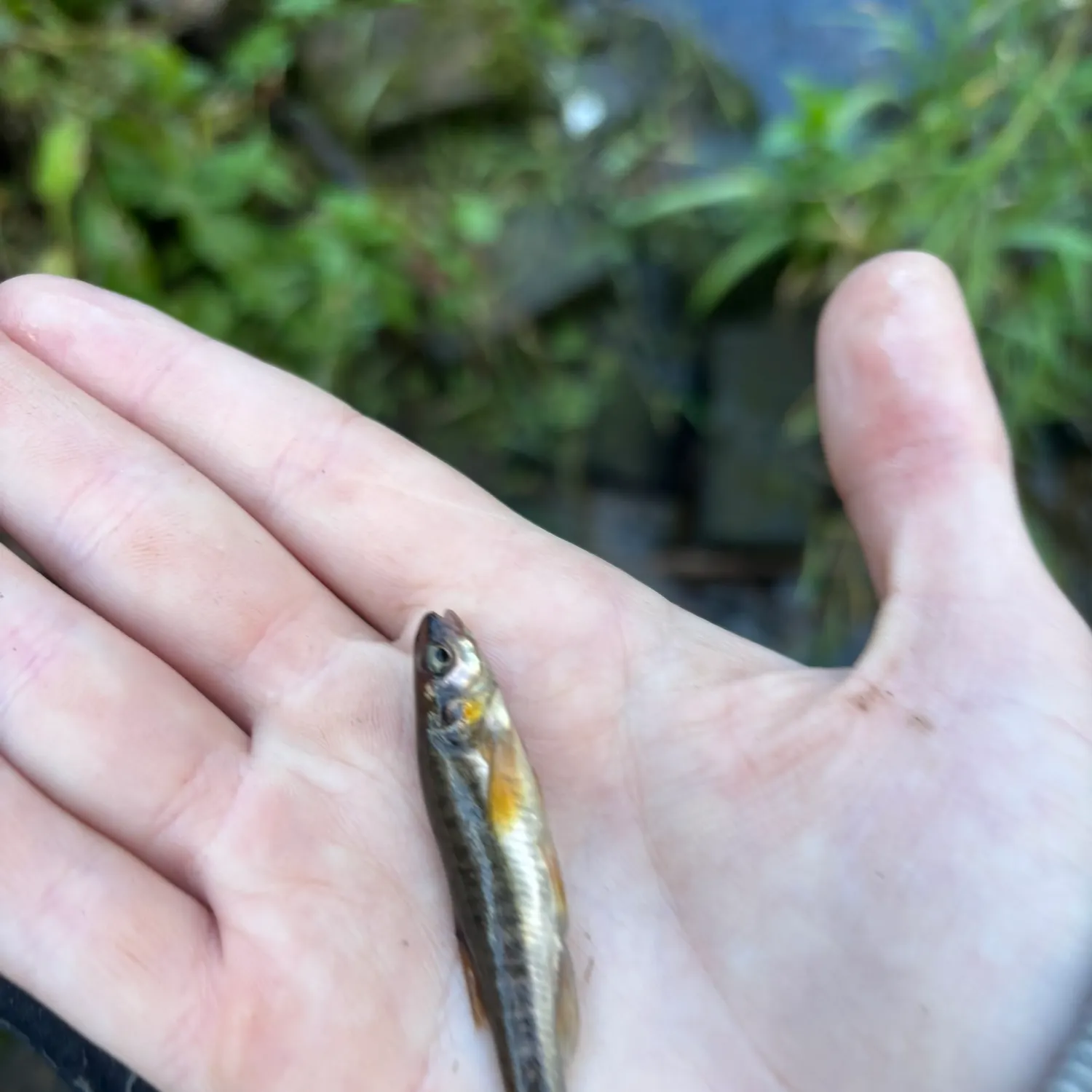 The most recent European eel catches on Fishbrain