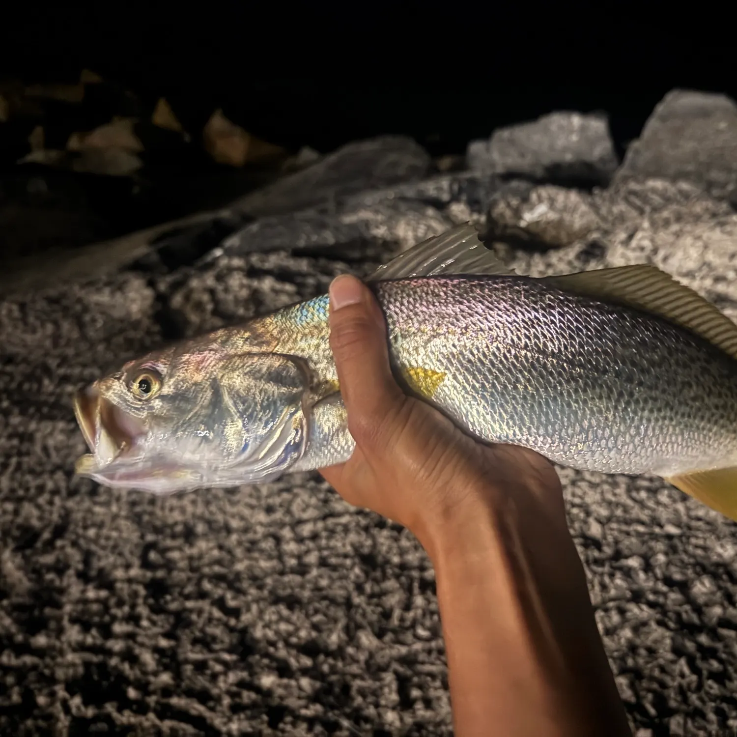 Gray weakfish caught on Fishbrain