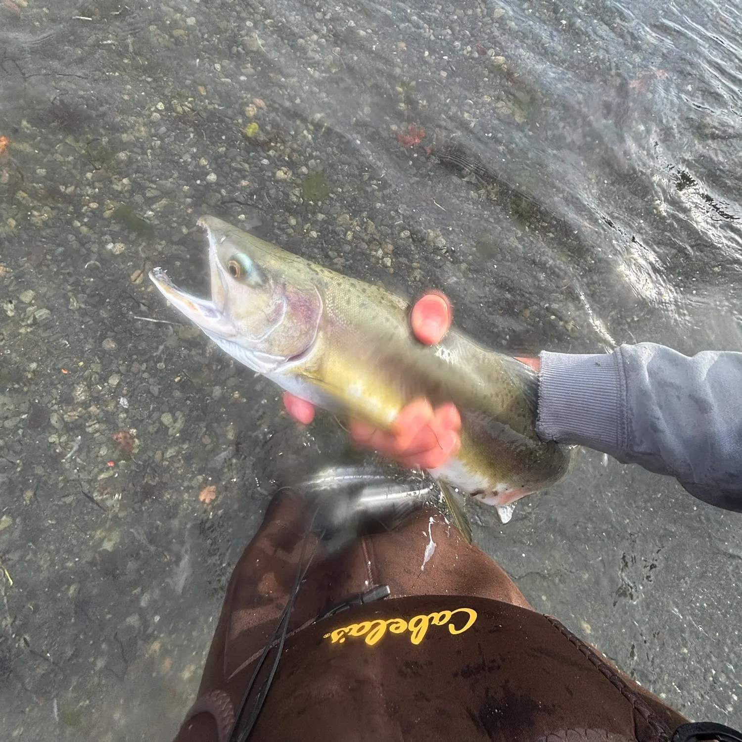 The most recent Pink salmon catches on Fishbrain
