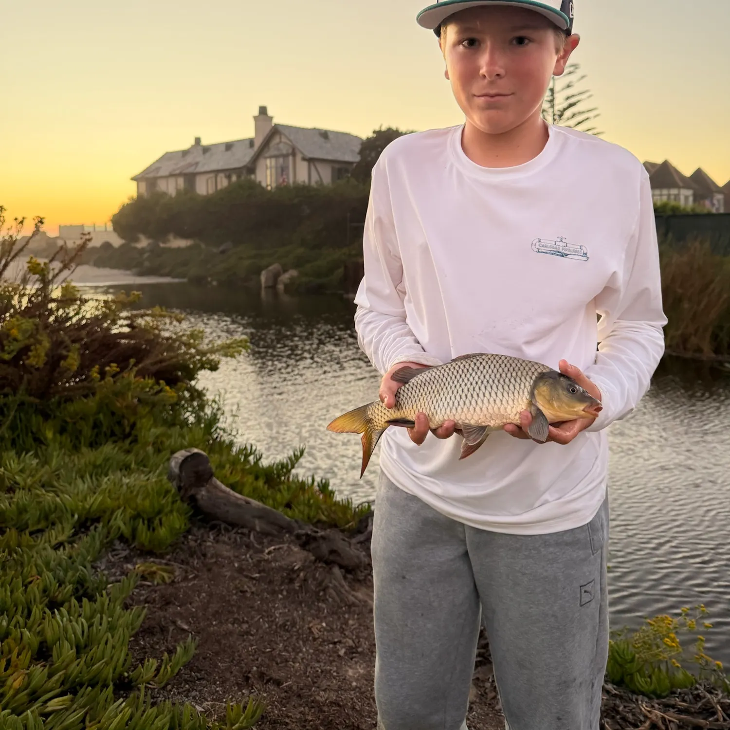 Common carp caught on Fishbrain
