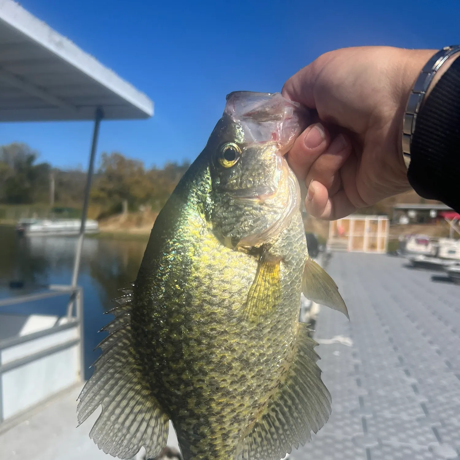 Black crappie caught on Fishbrain