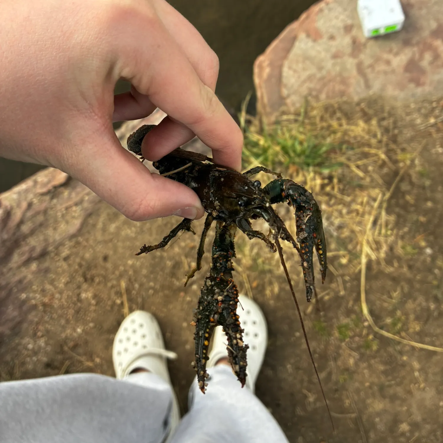 The most recent Rusty crayfish catches on Fishbrain
