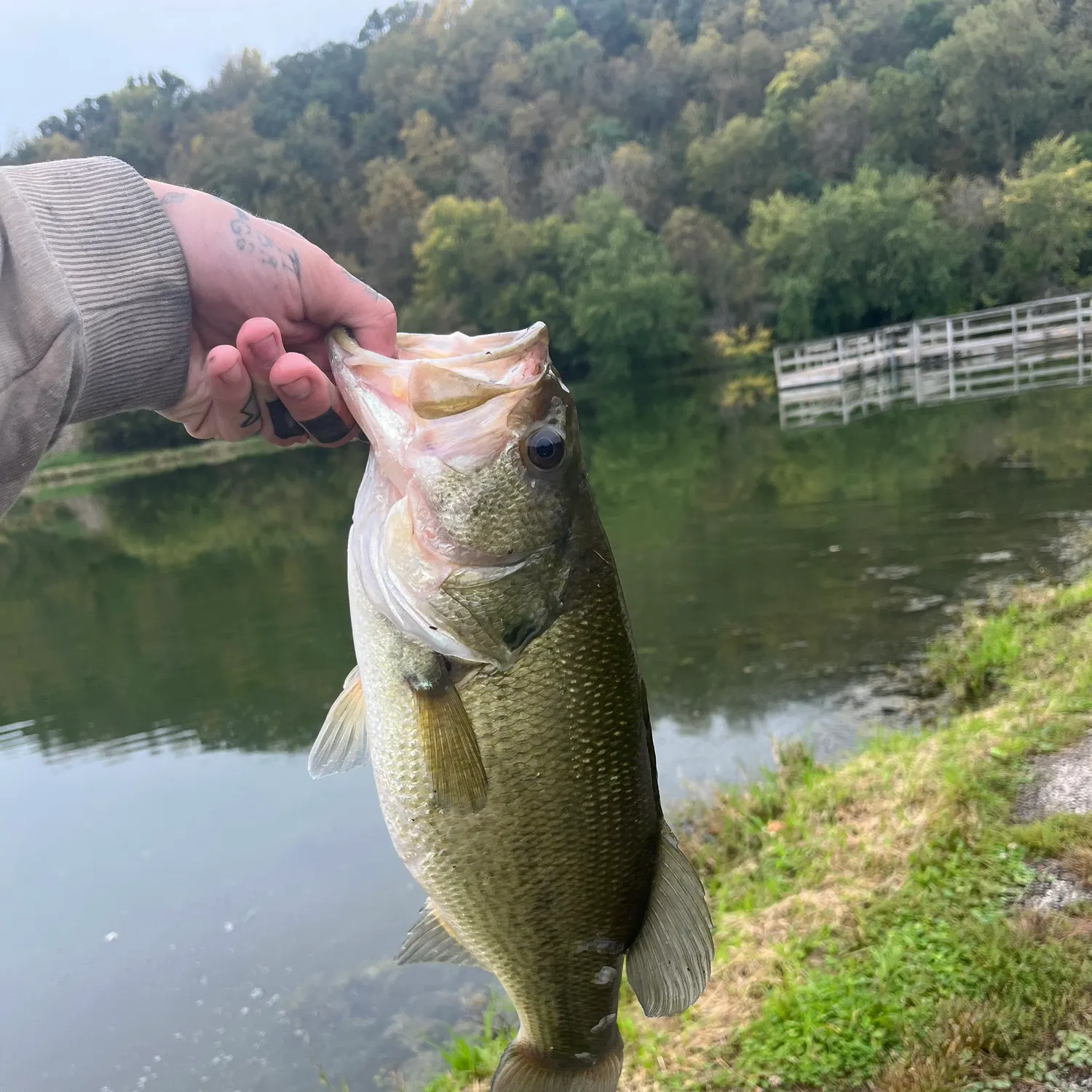 Largemouth bass caught on Fishbrain