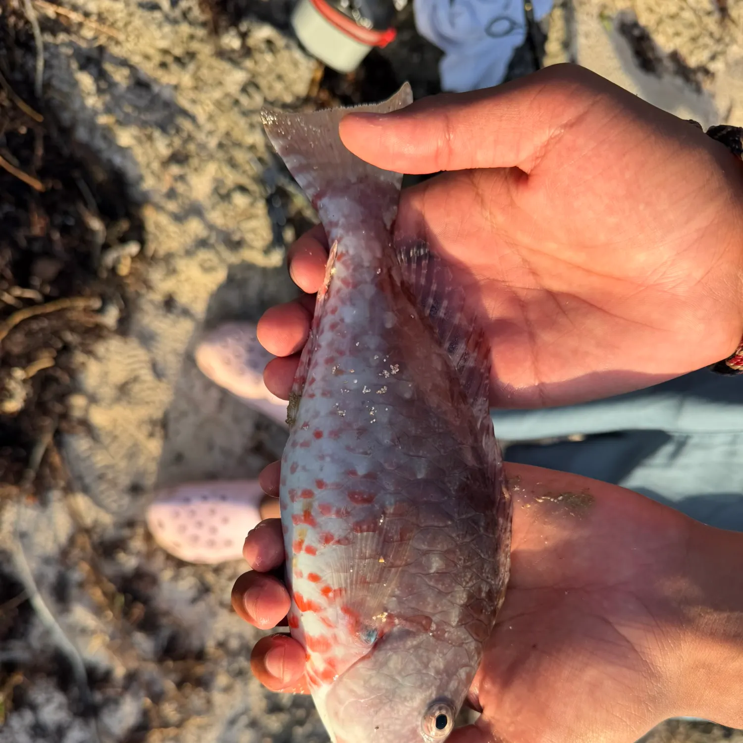 The most recent Japanese parrotfish catches on Fishbrain