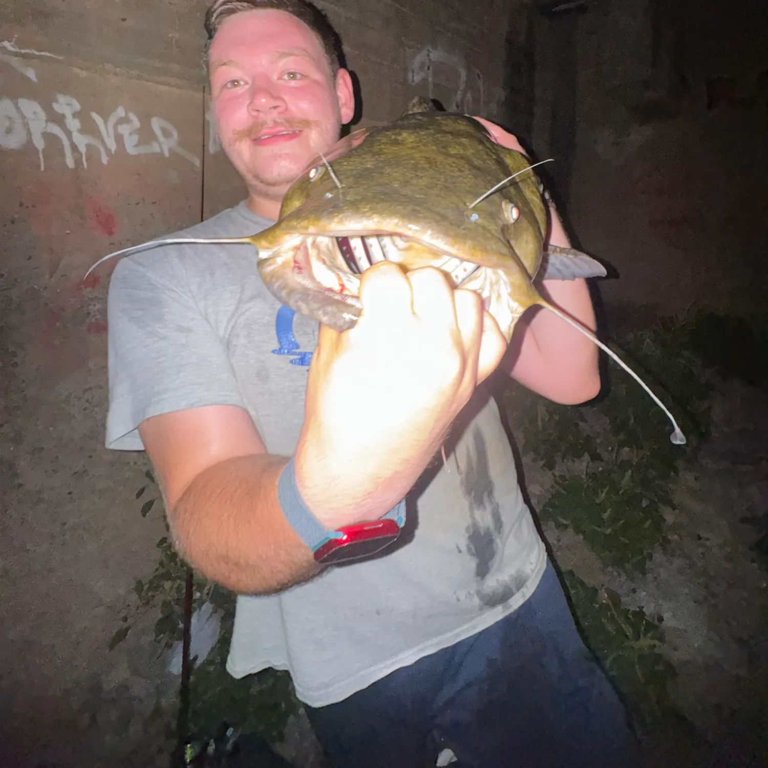 Flathead catfish caught on Fishbrain