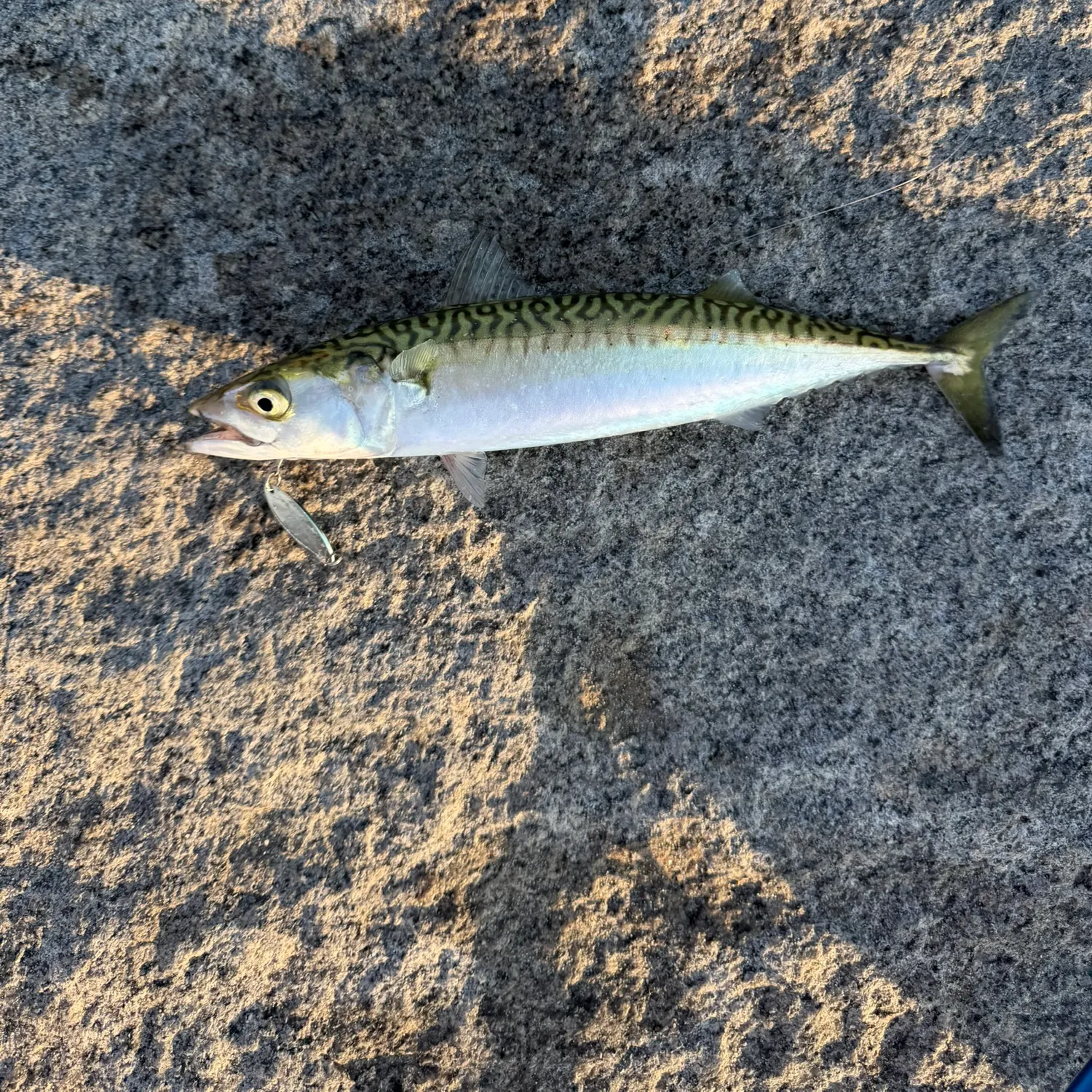 The most recent Atlantic mackerel catches on Fishbrain