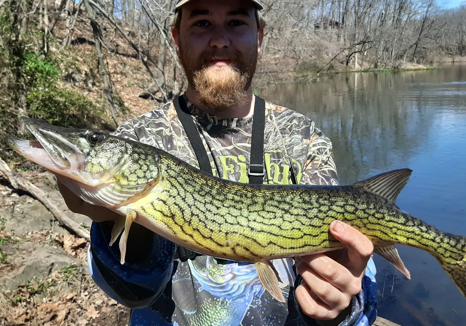 Chain pickerel