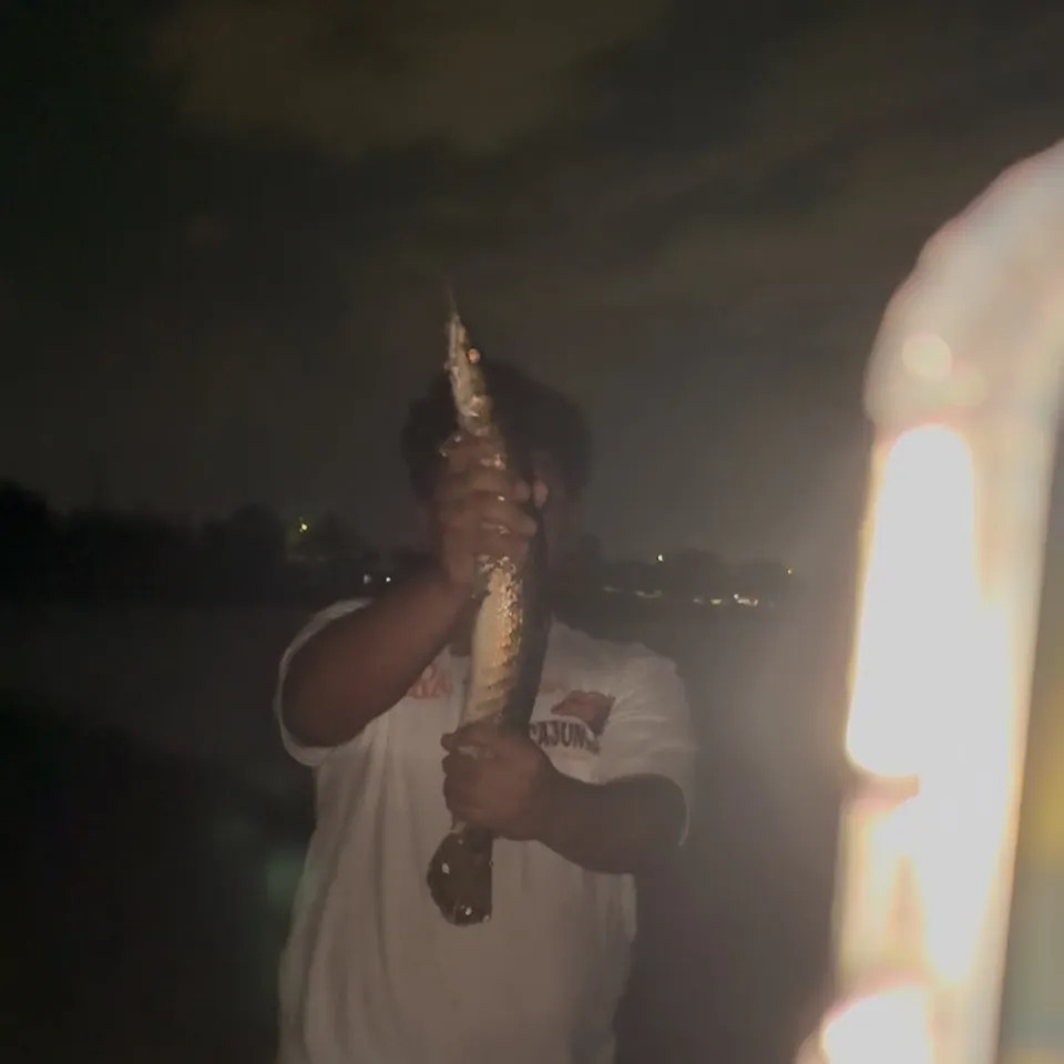 Spotted gar caught on Fishbrain