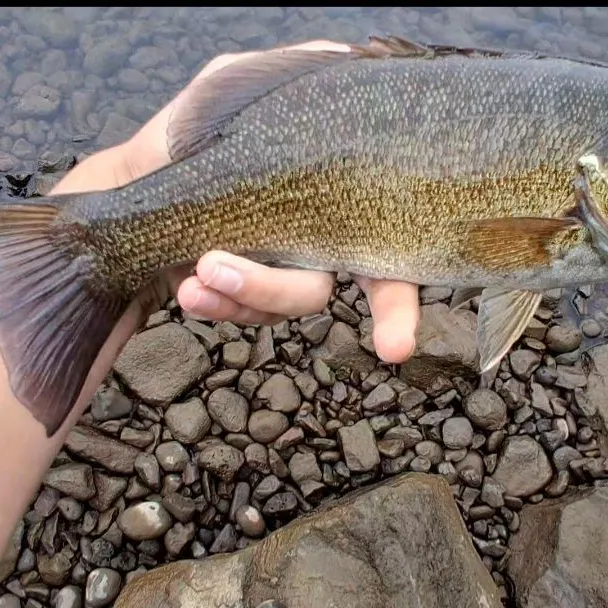 Smallmouth bass caught on Fishbrain