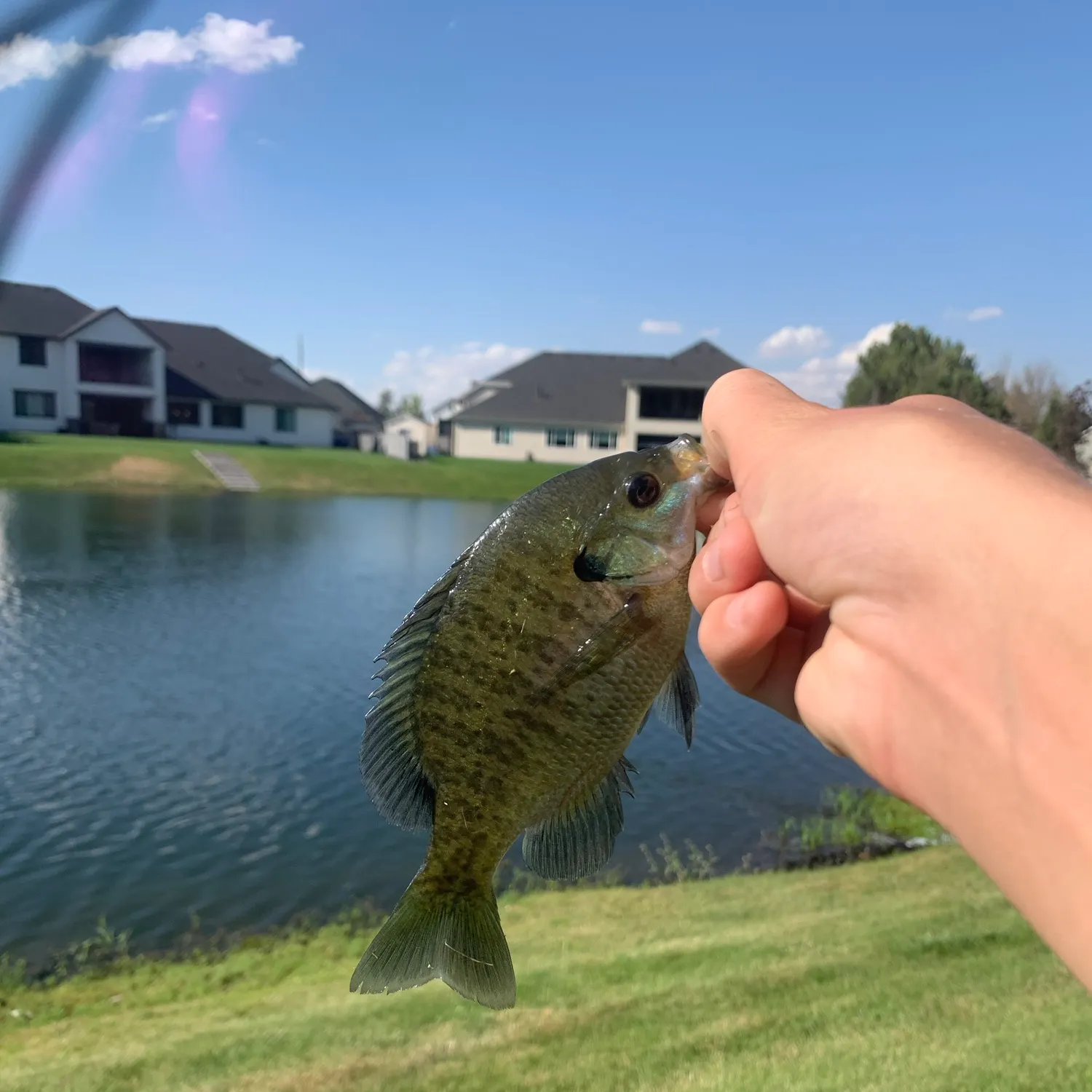 Bluegill caught on Fishbrain