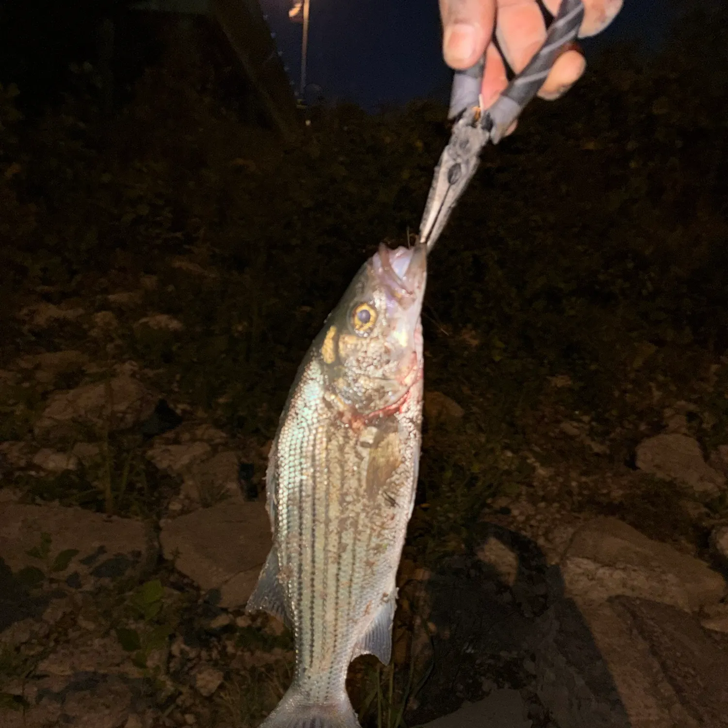 Striped bass caught on Fishbrain