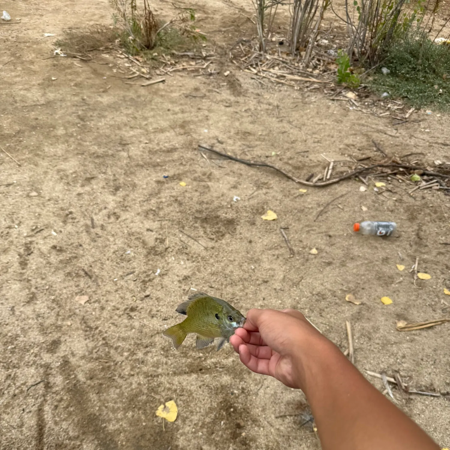 Bluegill caught on Fishbrain