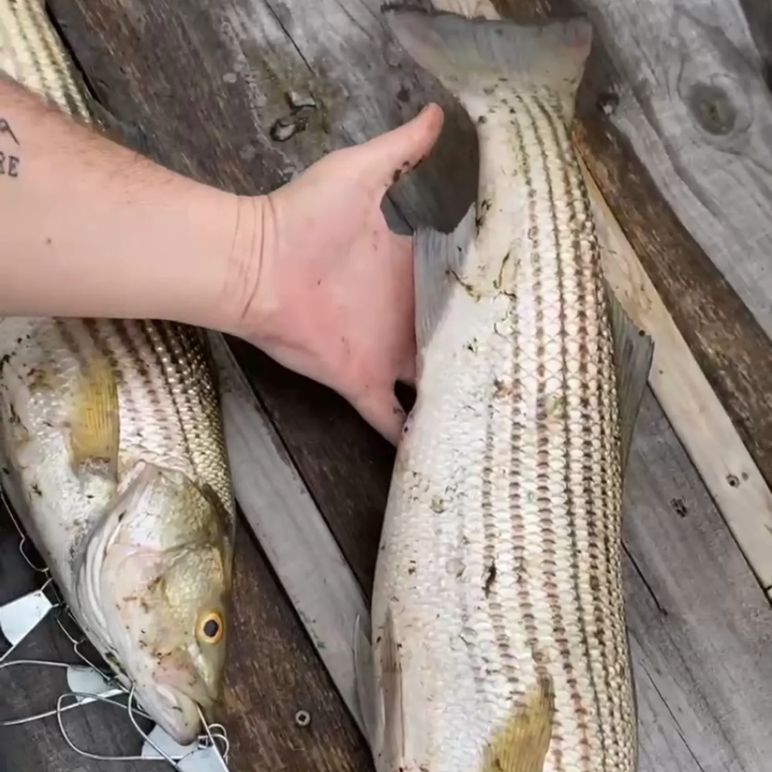 recently logged catches