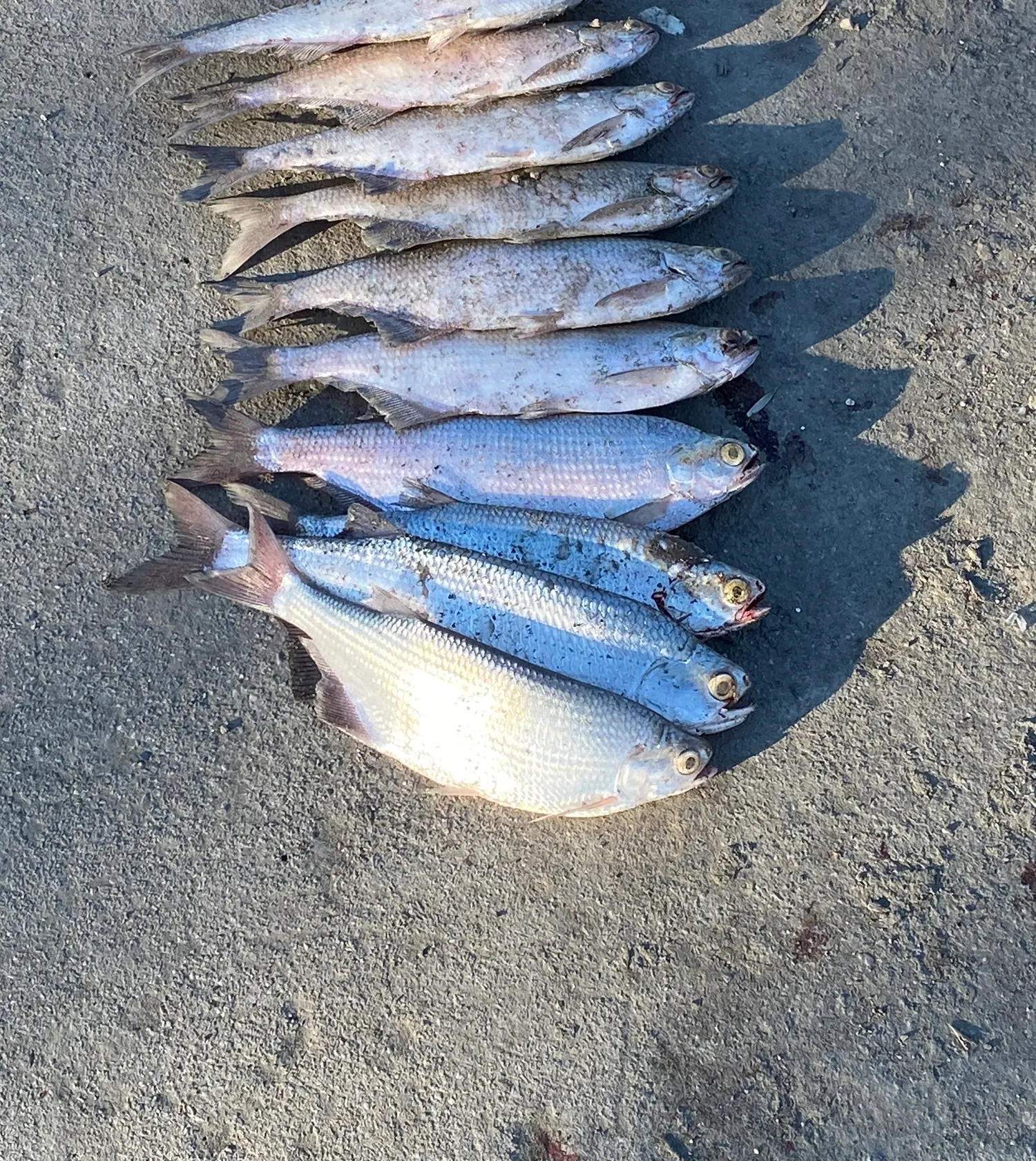 recently logged catches