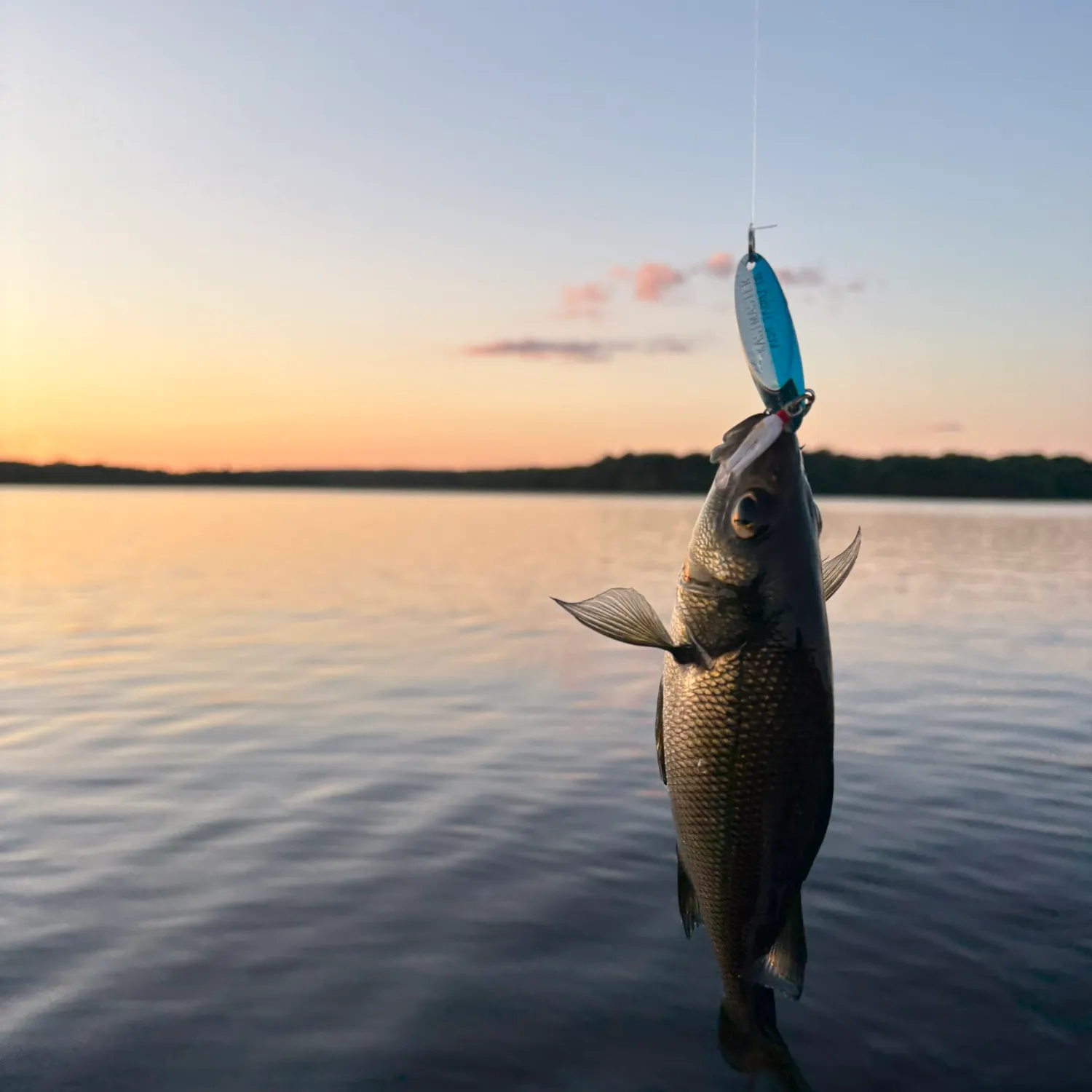 White perch caught on Fishbrain