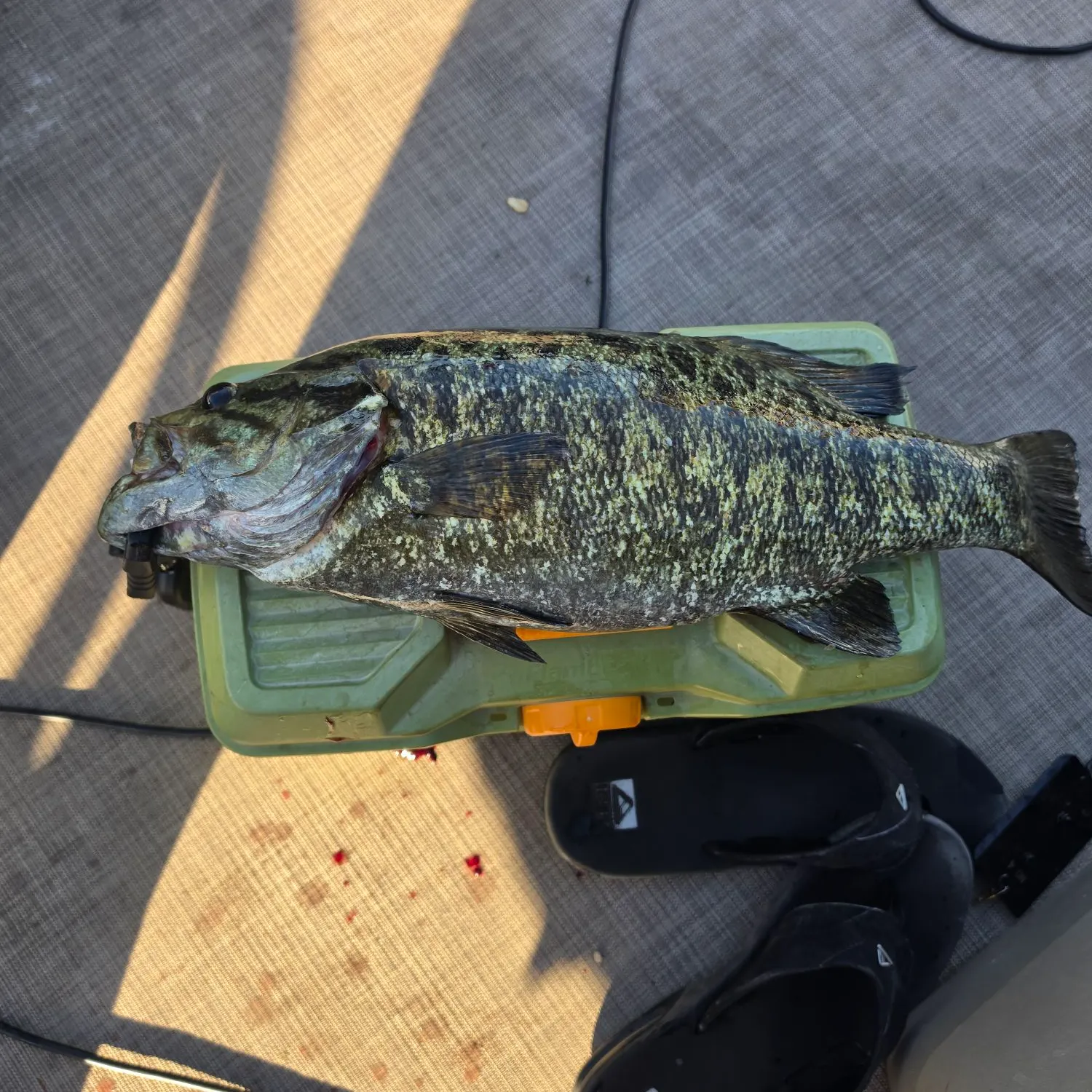 Fish caught on Fishbrain