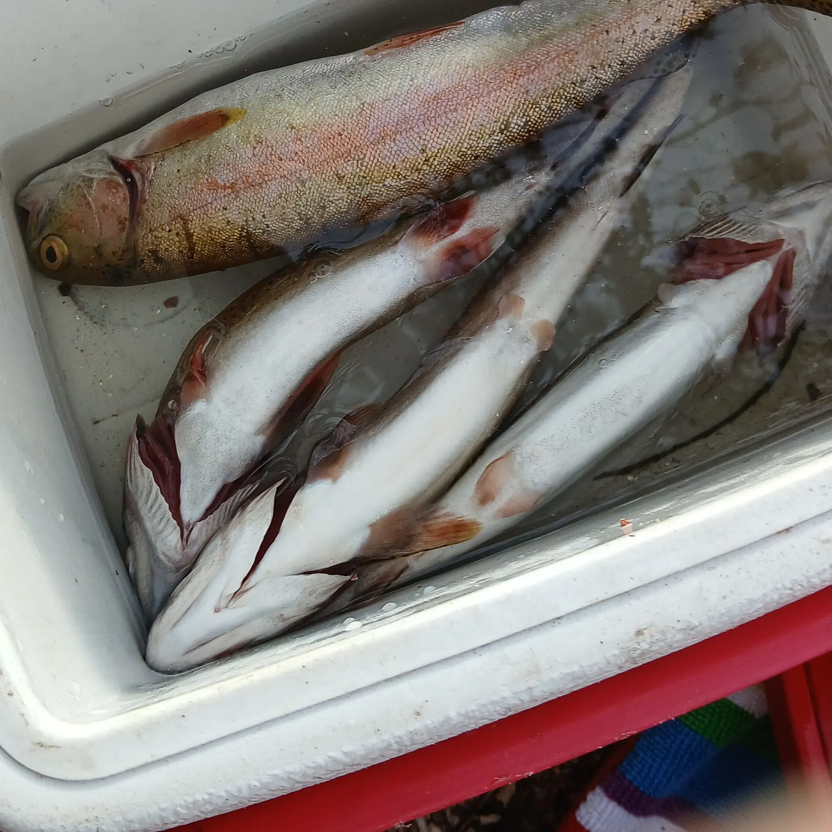 recently logged catches