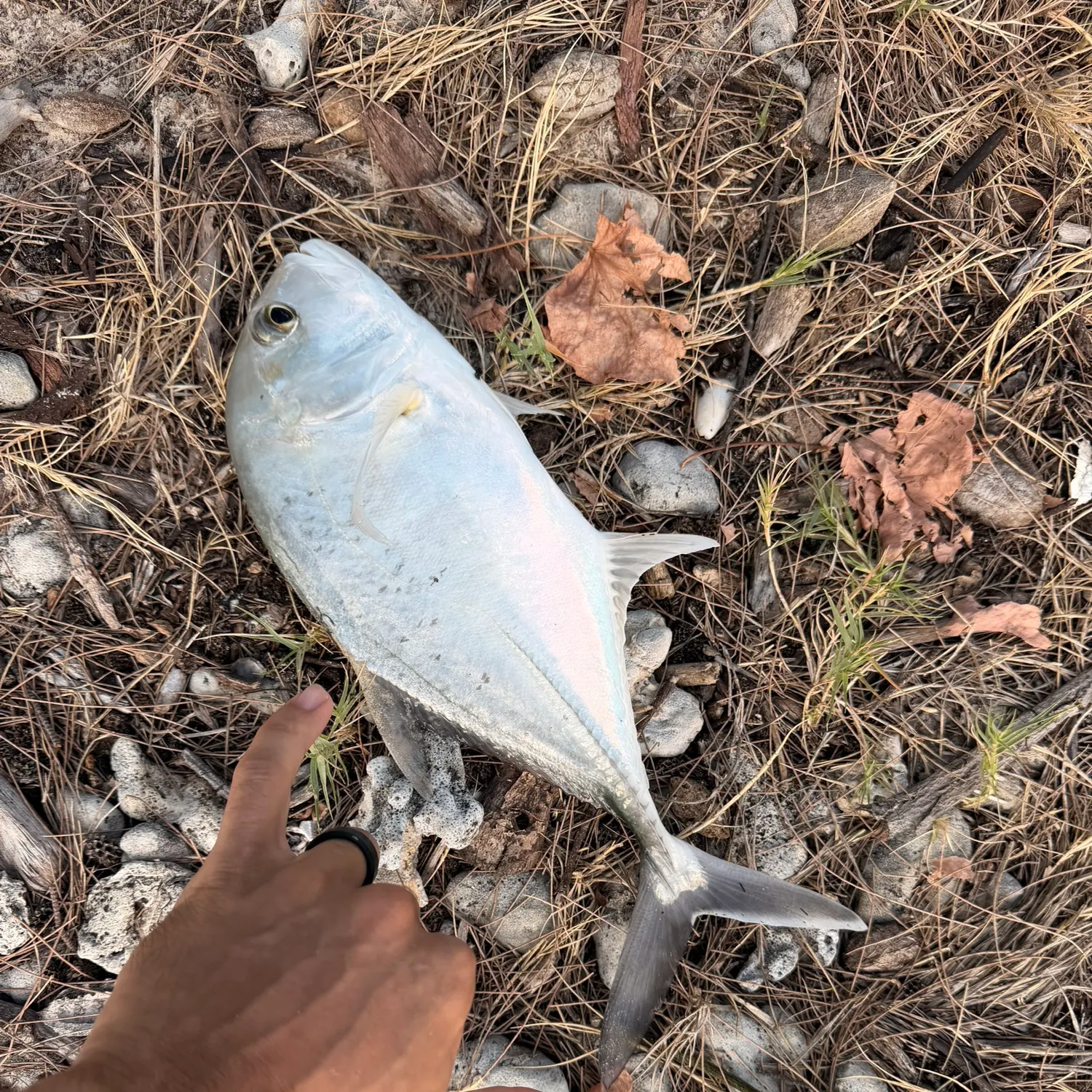 The most recent Giant trevally catches on Fishbrain