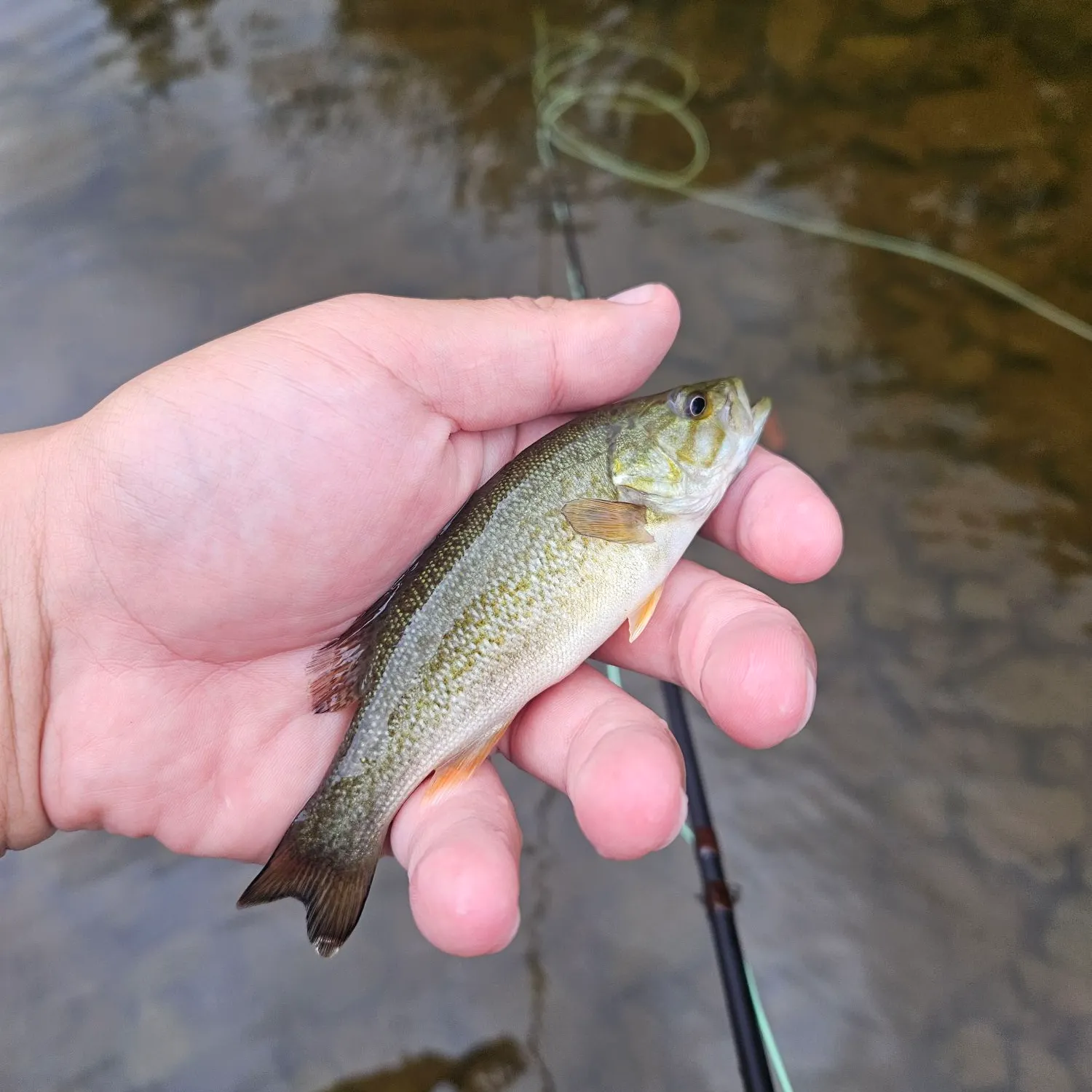 Smallmouth bass caught on Fishbrain