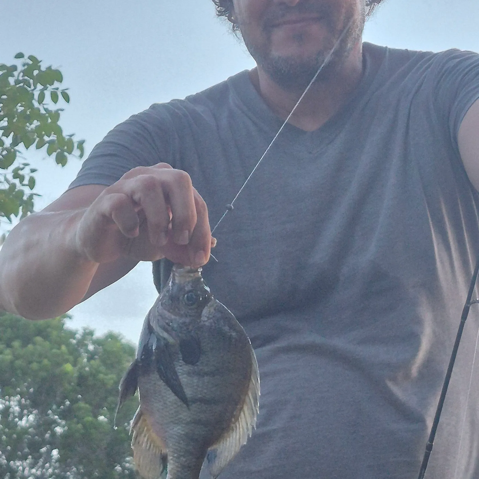 The most recent Coppernose bluegill catches on Fishbrain