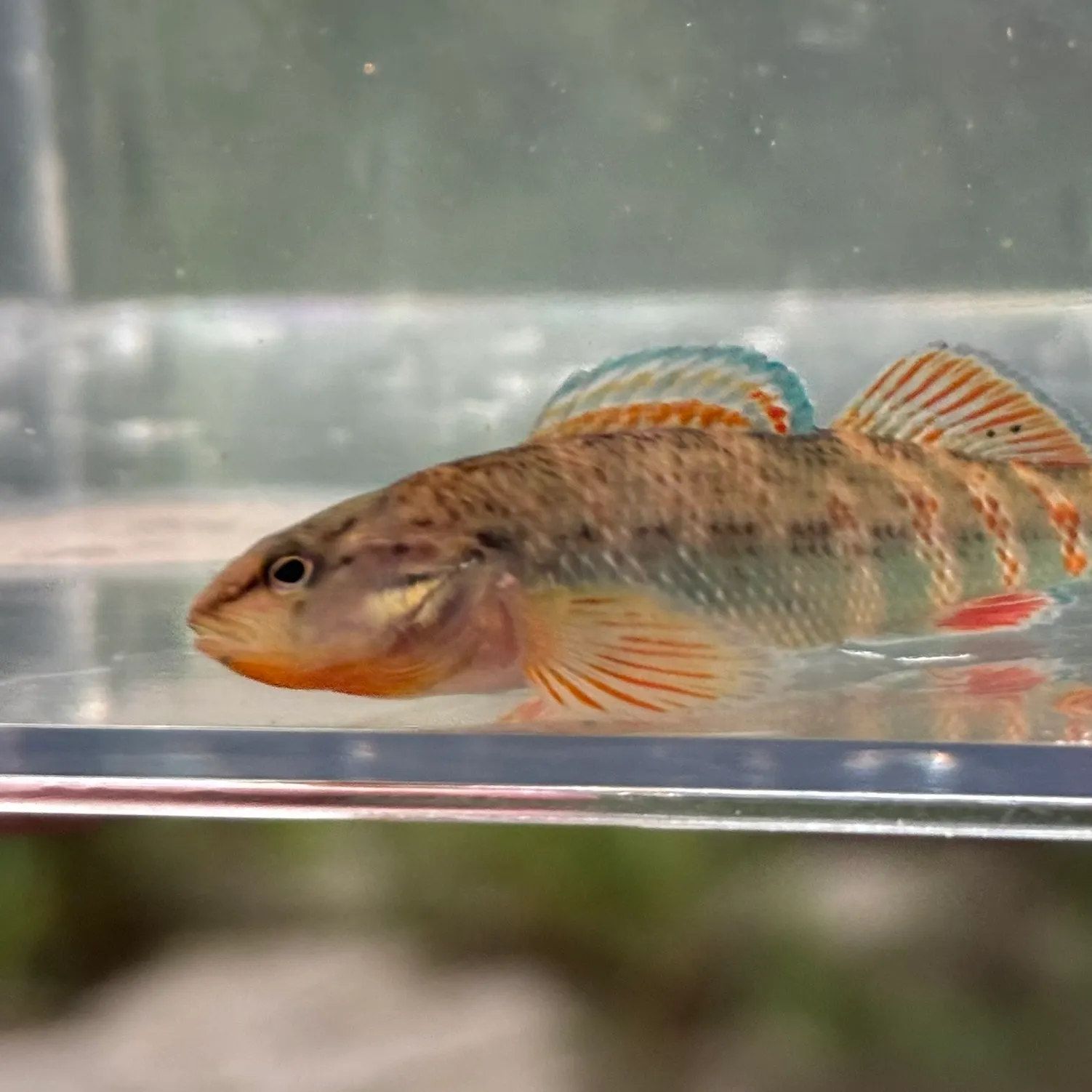 The most recent Rainbow darter catches on Fishbrain