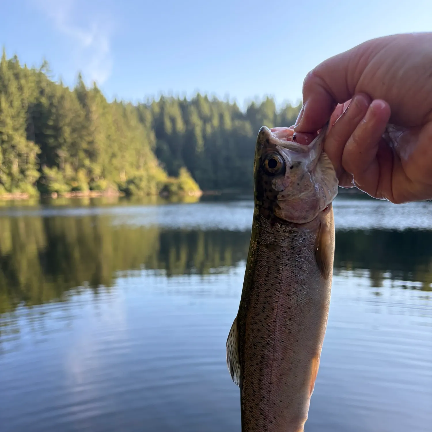 Rainbow trout caught on Fishbrain