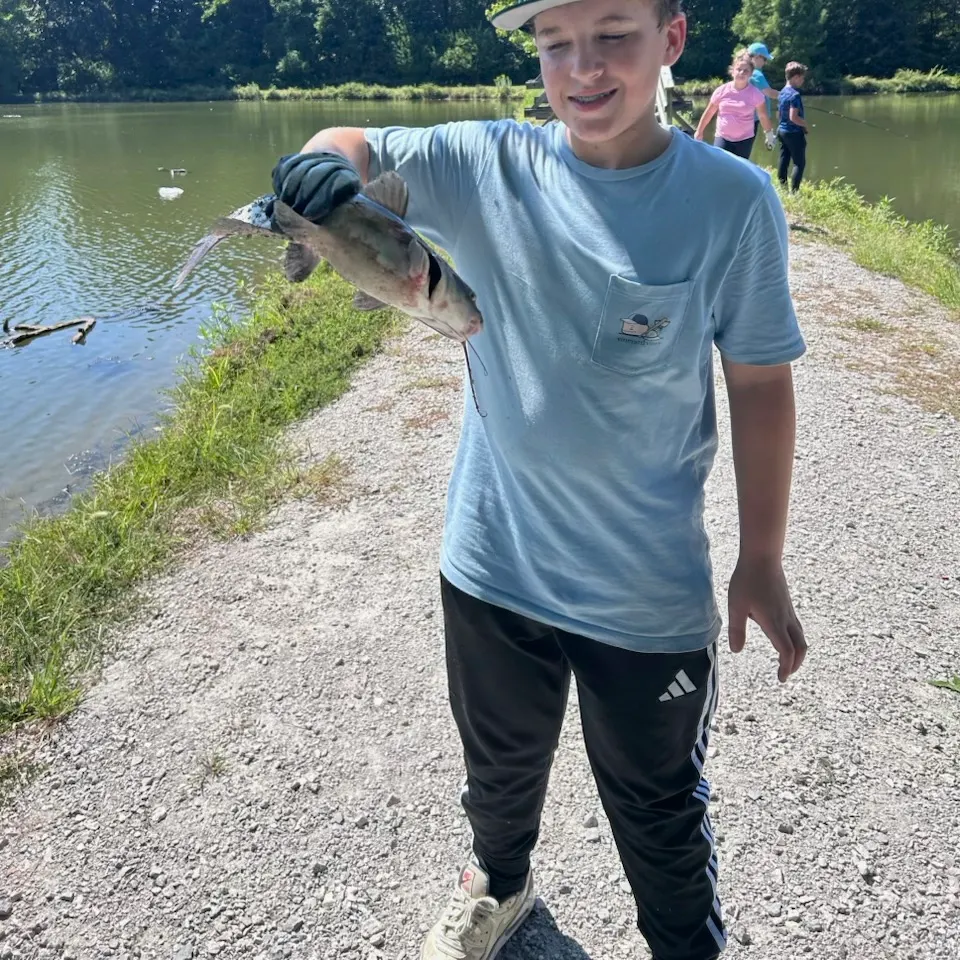 Channel catfish caught on Fishbrain