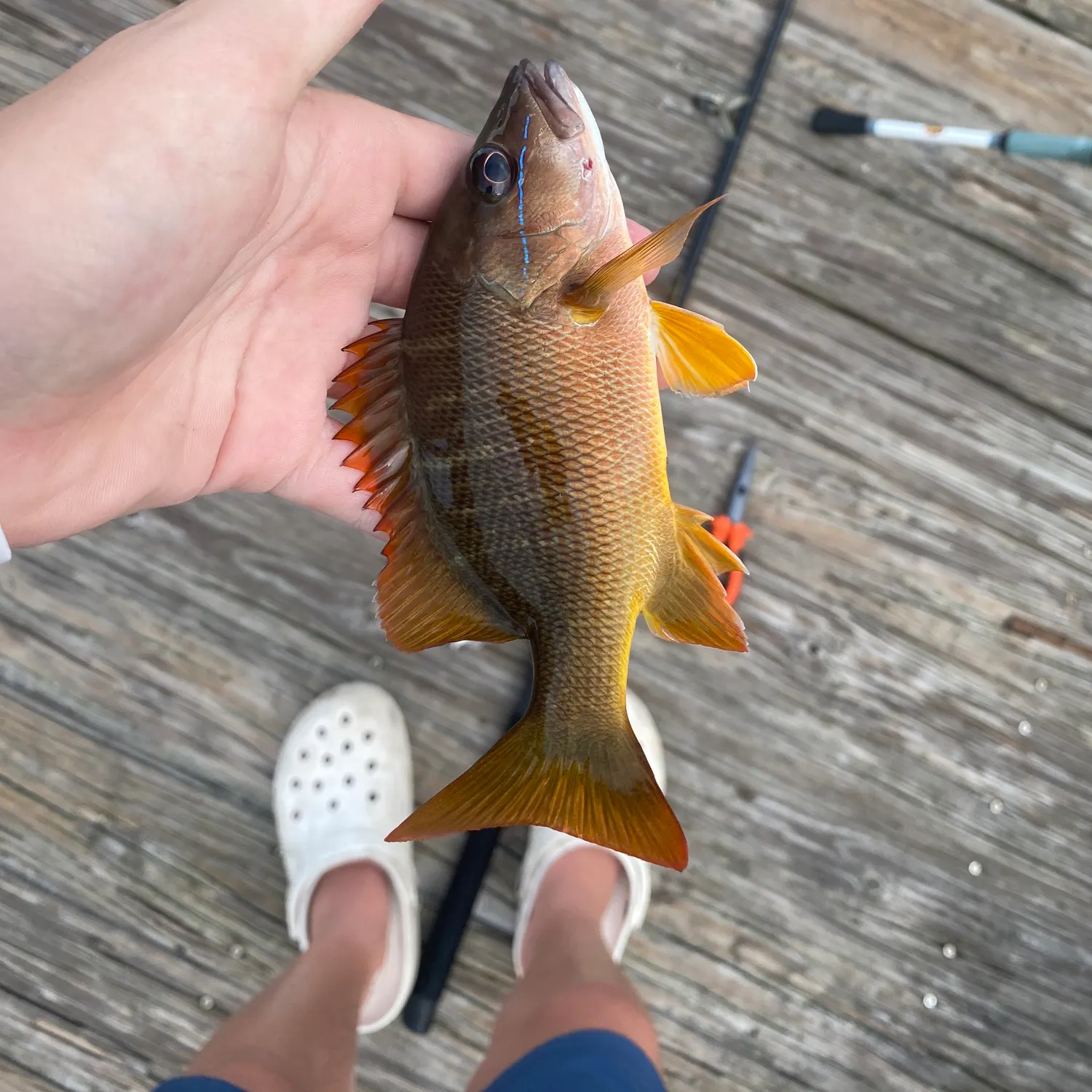 The most recent Schoolmaster snapper catches on Fishbrain