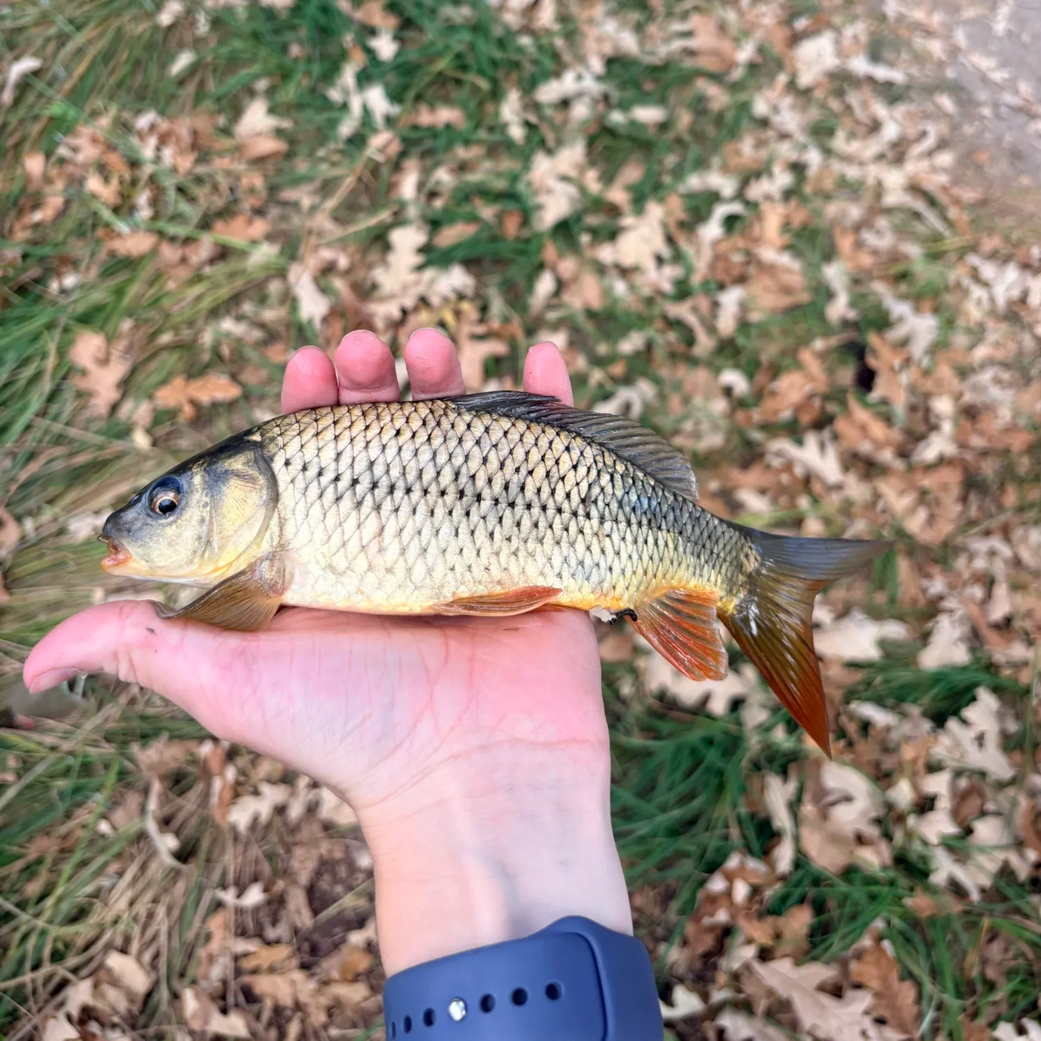 Common carp caught on Fishbrain