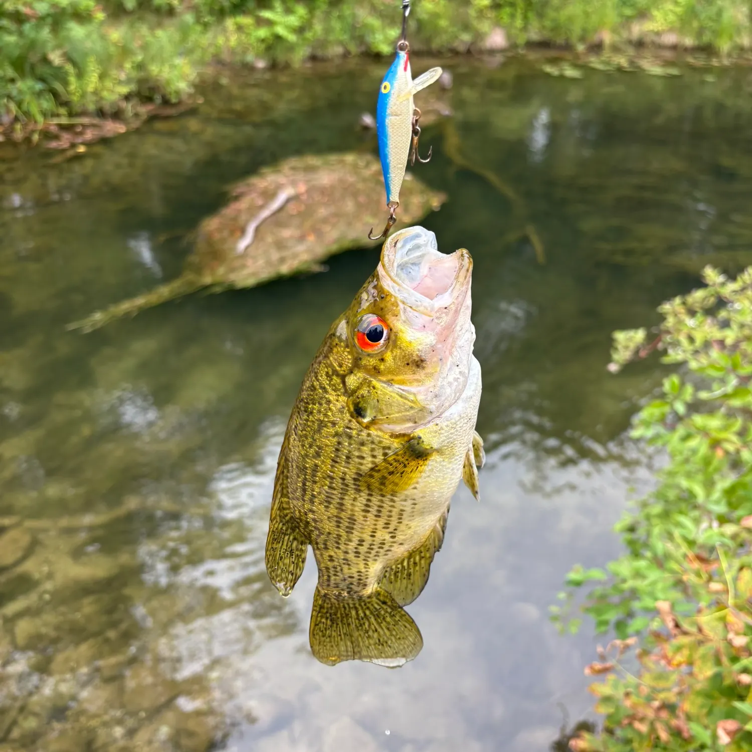 Rock bass caught on Fishbrain
