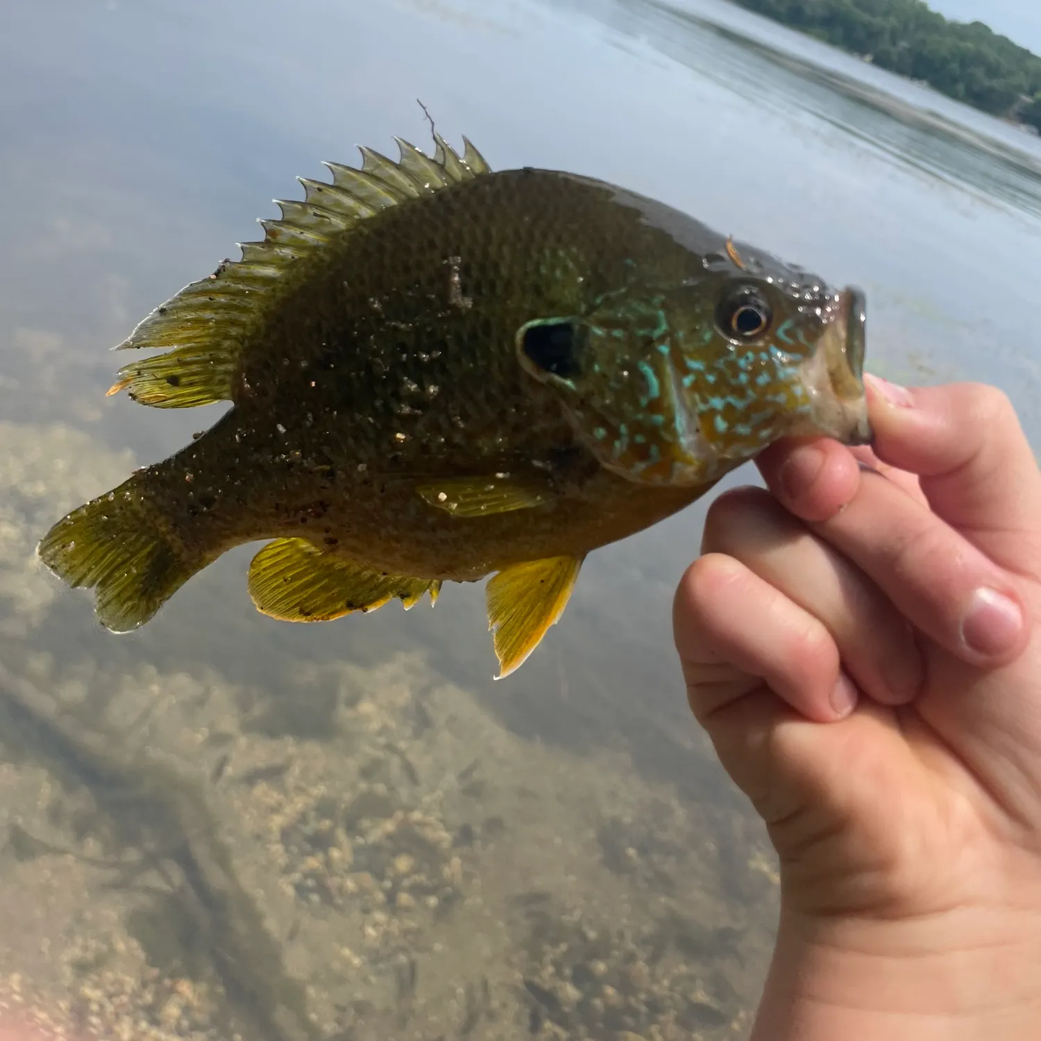 The most recent Orangespotted sunfish catches on Fishbrain
