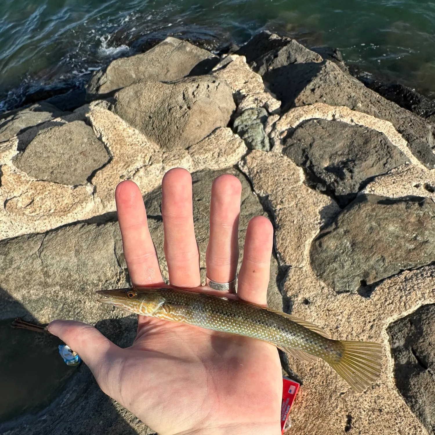 The most recent Cigar wrasse catches on Fishbrain
