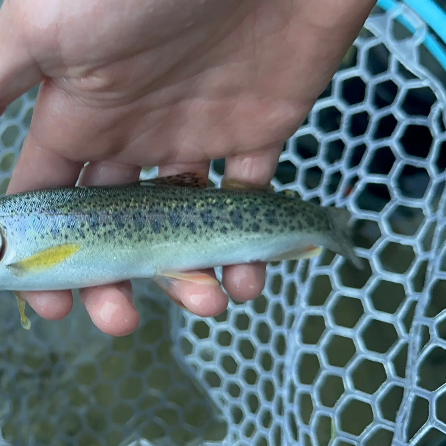 Cutthroat trout caught on Fishbrain
