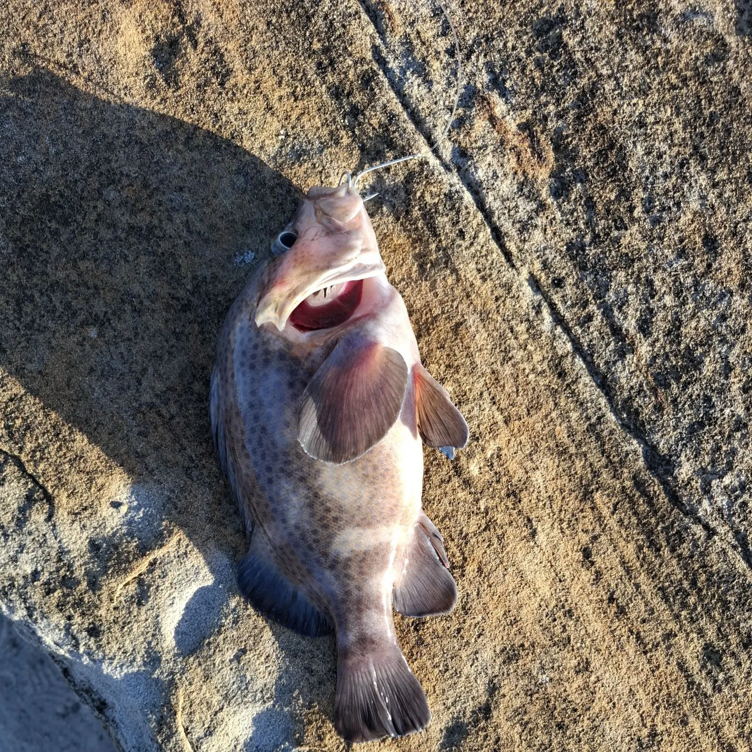 The most recent Tripletail wrasse catches on Fishbrain