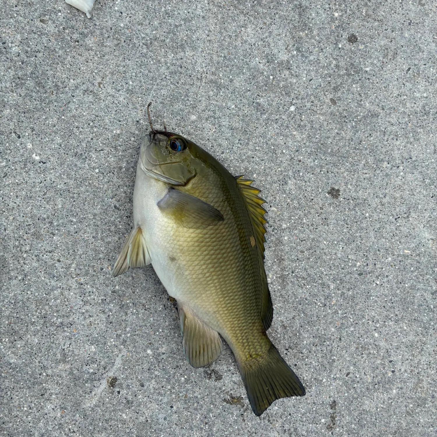 The most recent Opaleye catches on Fishbrain