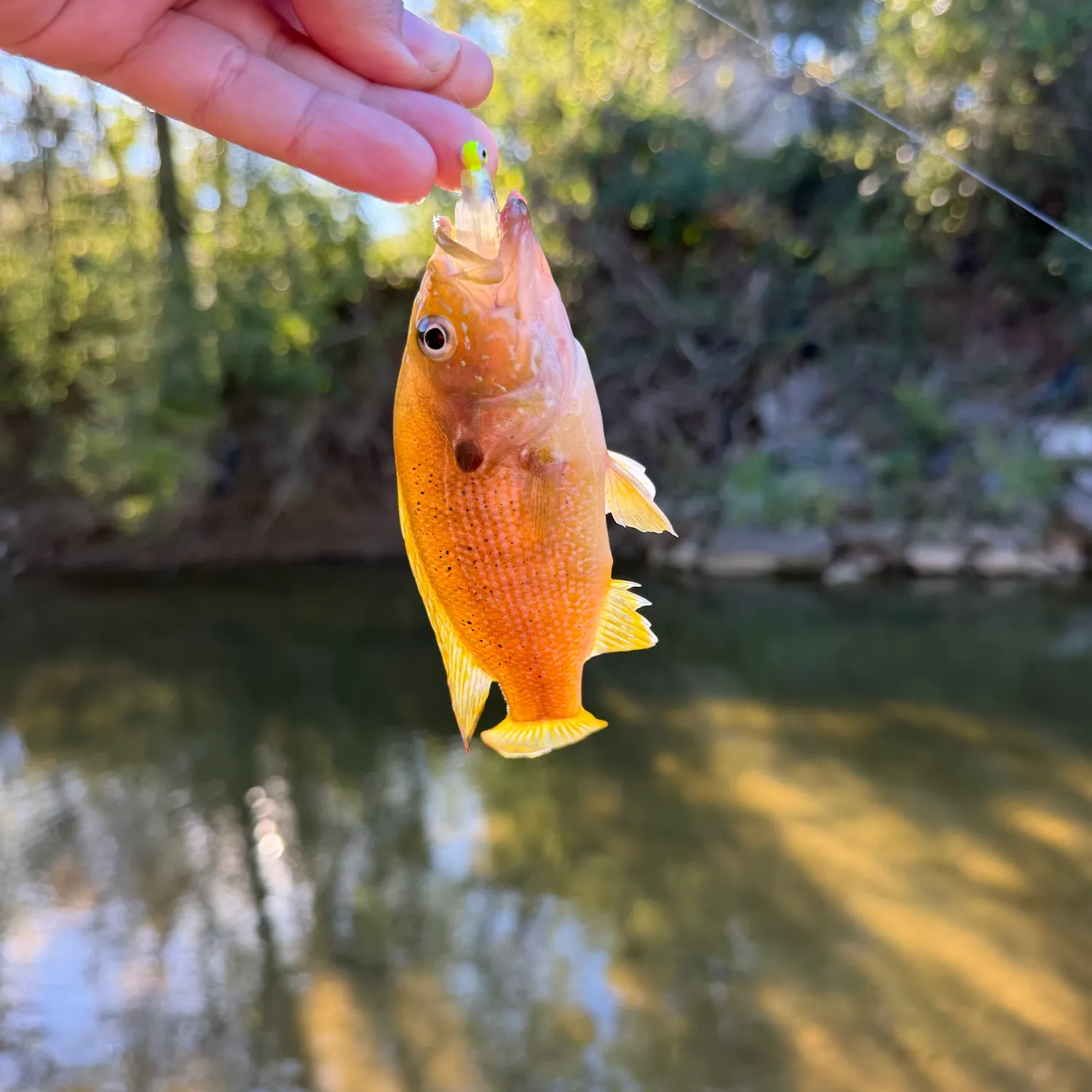 Green sunfish caught on Fishbrain