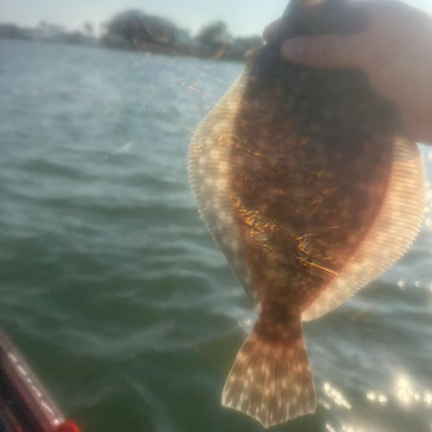 Summer flounder caught on Fishbrain