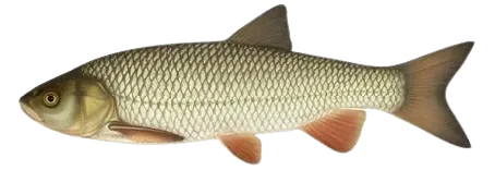 European chub