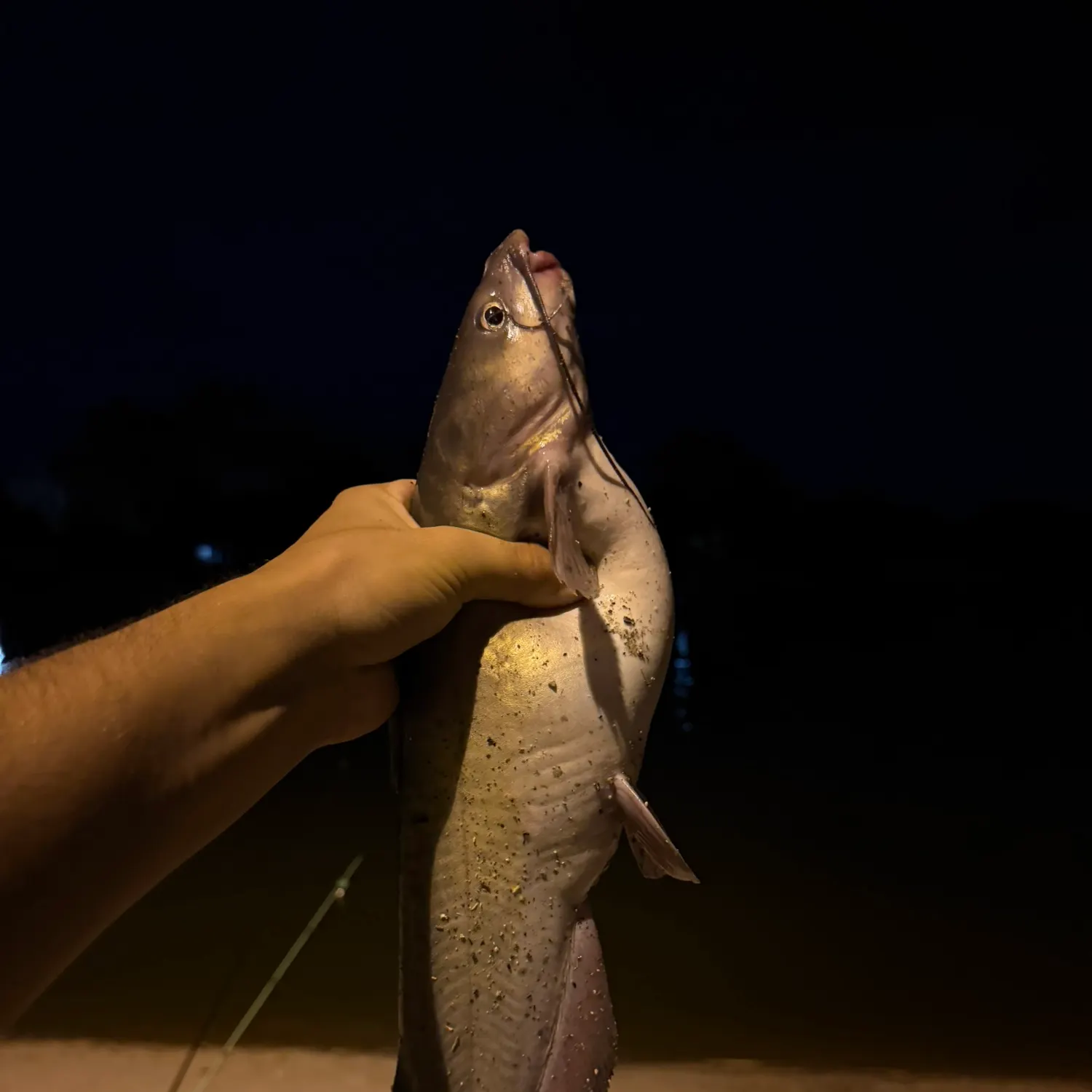 Channel catfish caught on Fishbrain