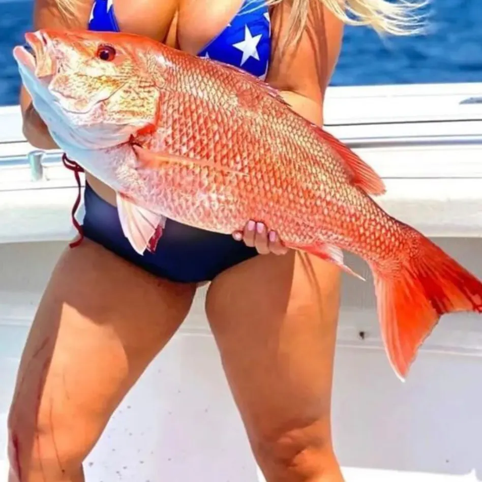 The most recent Northern red snapper catches on Fishbrain