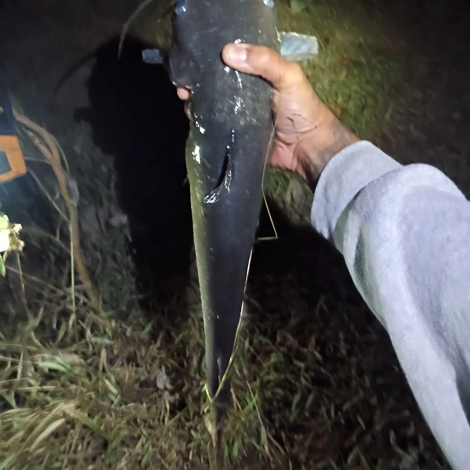 Channel catfish caught on Fishbrain