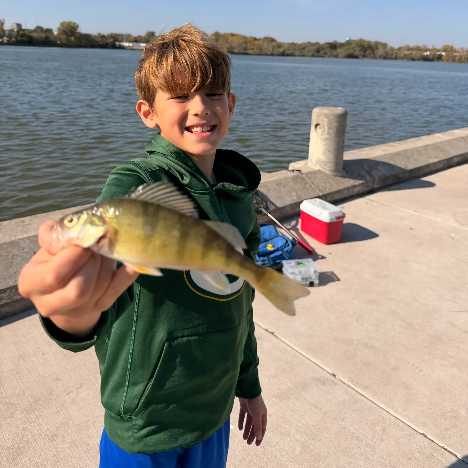 Yellow perch caught on Fishbrain